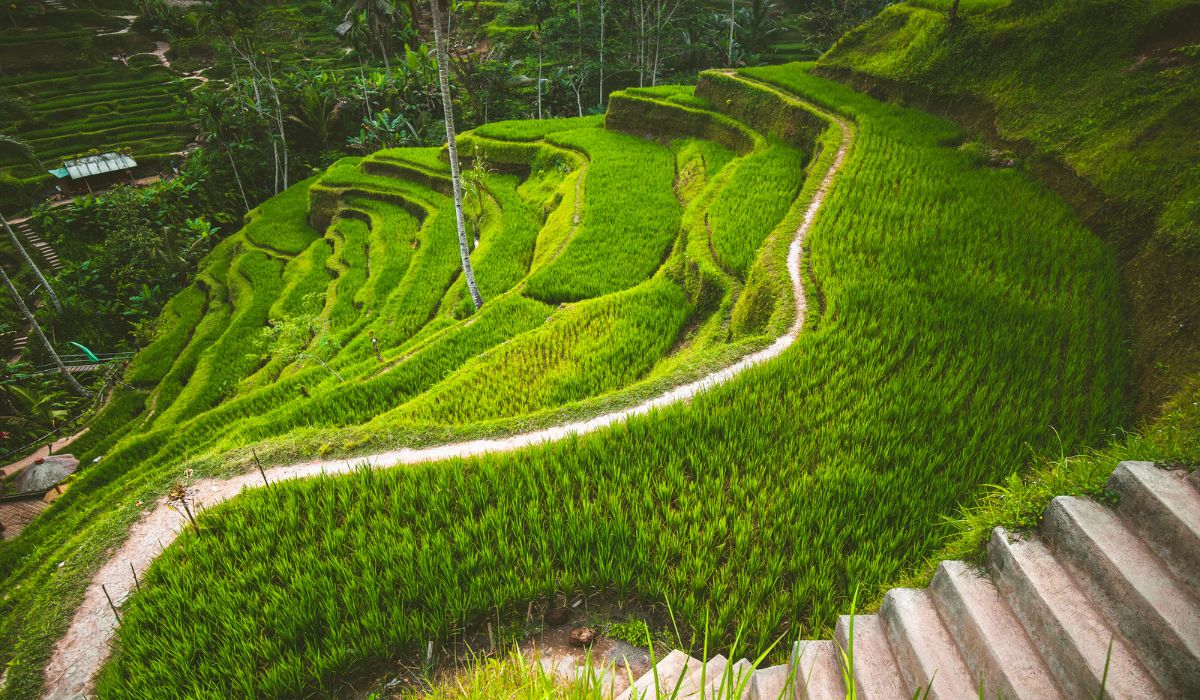 Tegalalang Rice Terrace